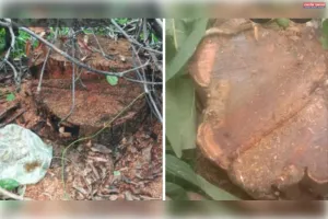 बिना परमिट के तिवारी पुर में आम व कैथोलिया में सागौन के पेड़ों की हुई कटान