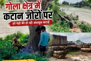 गोरखपुर: गोला का पड़ौली बाजार बना हरे पेड़ों के अवैध कटान का अड्डा, ग्रामीणों में आक्रोश