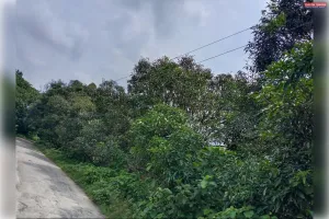 मौत को दावत दे रहे बिजली के तार, जमीन से महज 7 फीट ऊपर लटके तार