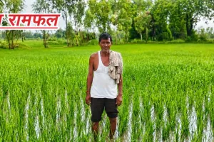 बरखा बनी किसानों के लिए वरदान: झमाझम बारिश से खेतों में लौटी हरियाली, उम्मीदों को मिले नए पंख