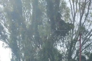 तूफान में पेड़ की डाल गिरी, बाल-बाल बचे लोग 