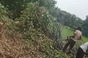 पुलिस सरपंच विभाग की मिली भगत से गनेशपुर में बिना परमिट आम के पेड़ों की हुई कटान