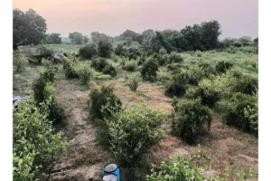 नौकरी छोड़ बागवानी को बनाया स्वरोजगार