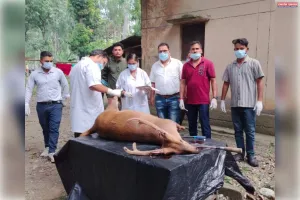 आवारा कुत्तों ने हिरण को दौड़ाकर किया गंभीर घायल, उपचार से पहले मौत