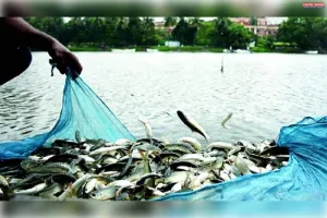 टूण्डला तहसील में 12 अक्टूबर को होगी तालाबों की नीलामी