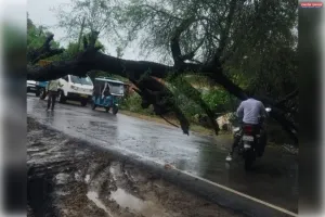 सड़क पर पेड़ गिरने से दो घंटे तक आवागमन बाधित