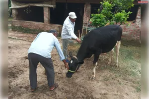 लम्पी की रोकथाम हेतु जिले में टीकाकरण अभियान शुरू