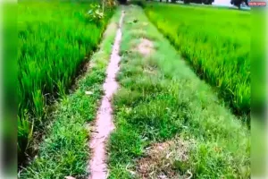 मनरेगा में फर्जी कार्य दिखाकर भुगतान का आरोप