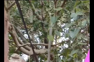 रामलीला गेट की पाइप चोरी और दीवार तोड़ने का आरोप, पुलिस से शिकायत