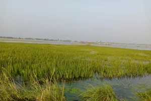 बाढ़ का पानी कम हो रहा, लेकिन फसलों का जीवन आखिरी सांसें गिन रहा