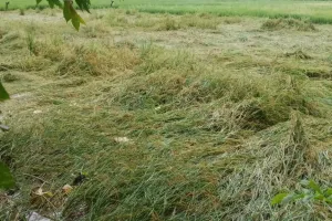 बेमौसम बारिश से बर्बाद हुई धान की फसल, किसानों की बढ़ी धड़कन