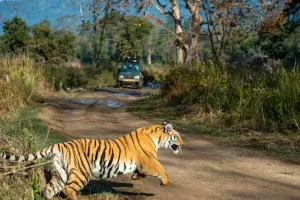 जिम कॉर्बेट में गार्ड पर झपटा बाघ, साथी ने लाठी से वार कर बचाई जान
