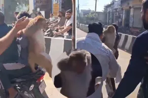 पलवल में 51 हजार का इनामी बंदर पकड़ा गया, 10 दिन की मशक्कत के बाद मिली सफलता