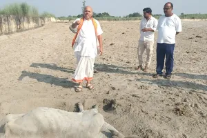 रमनातौफीर गौशाला में गोवंशों की दुर्दशा पर भाजपा नेता ने उठाए सवाल