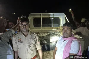 गोर्गी गाँव में निकला दस फीट का मगरमच्छ, वन विभाग ने किया रेस्क्यू।