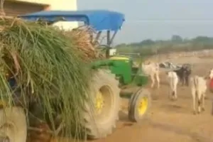 कल तक जहां पर्याप्त भूसा-दाना नहीं था, आज पहुंचा हरा गन्ना,रमना तौफीक गौ संरक्षण केंद्र की बदली तस्वीर, लेकिन बदहाली बरकरार