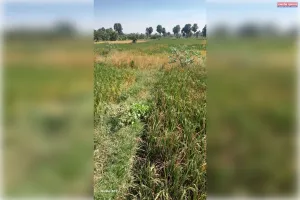 अक्टूबर में हल्की बारिश नहीं होने से धान की फसल पर संकट, किसानों की बढ़ी चिंता