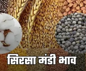 Sirsa Mandi Bhav: हरियाणा की सिरसा मंडी में फसलों के ताजा भाव हुए जारी, यहां देखें	