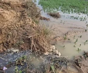 बलरामपुर में इटवा रजवाहा नहर कटी, फसलें जलमग्न