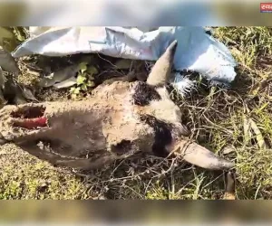 Lucknow मलिहाबाद के बागों में गोवंश कटान का गोरखधंधा, एक सांड की निर्मम हत्या, दूसरा कटने से बचा