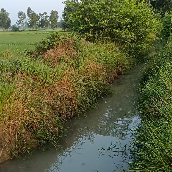 अल्पिका की सफाई न होने से टेल तक नहीं पहुंच रहा पानी किसान परेशान 