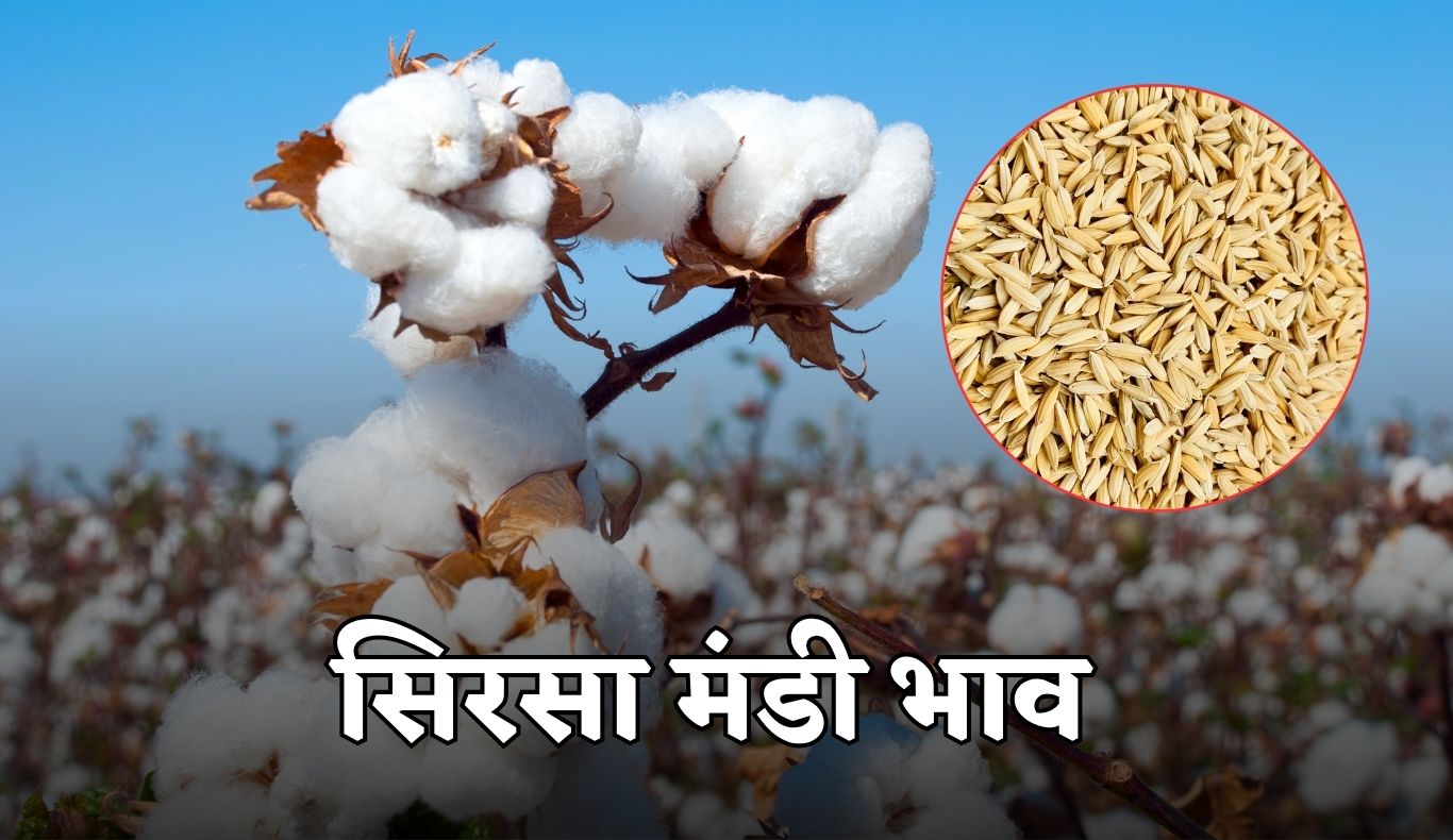 sirsa mandi bhav %281%29